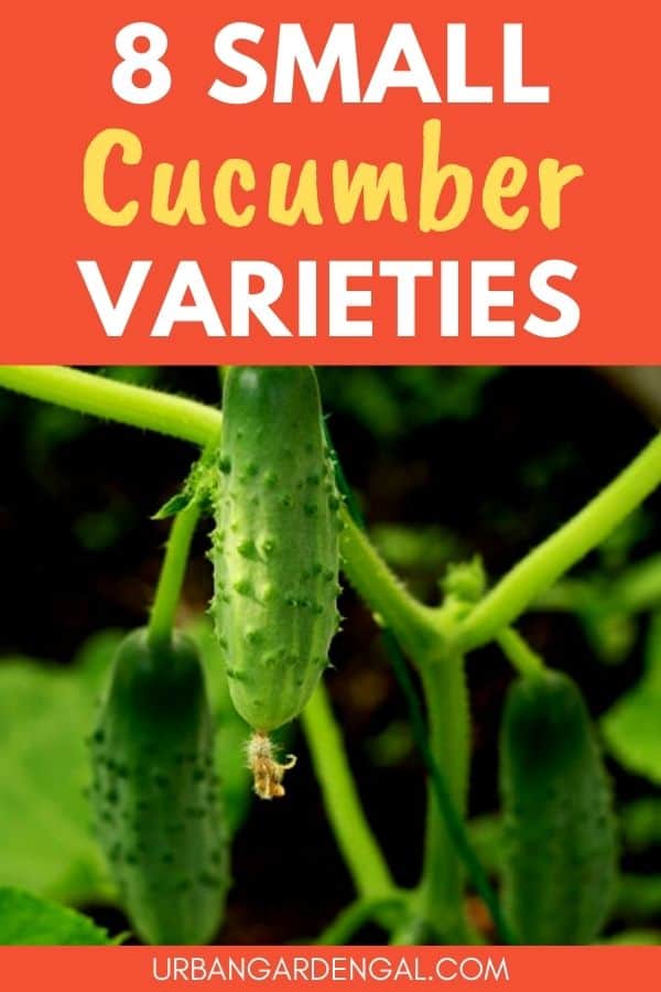 best small cucumber varieties