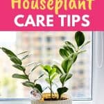 summer indoor plant care