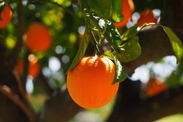 Read more about the article How To Fertilize Fruit Trees