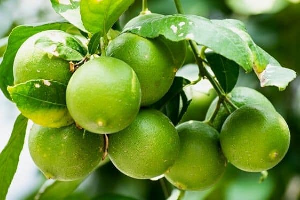 fruit tree fertilizer