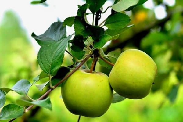 Read more about the article 10 Green Fruits For Your Garden
