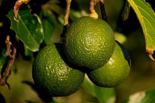 green avocados on tree