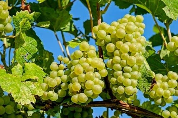 green grapes