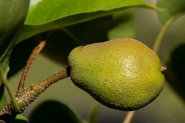 nashi pear