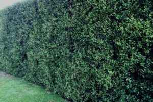 Read more about the article How To Grow A Pittosporum Hedge