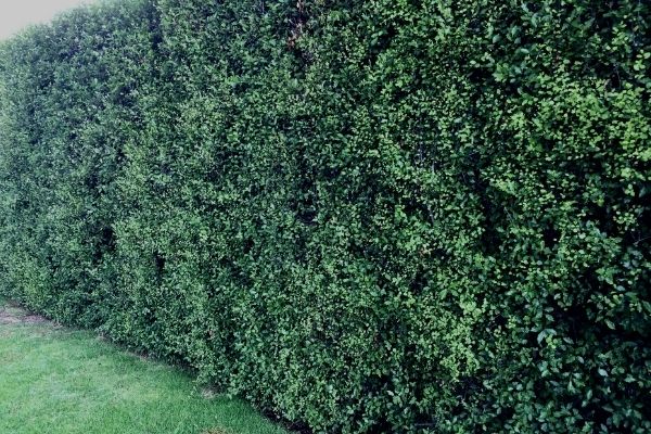 large pittosporum hedge