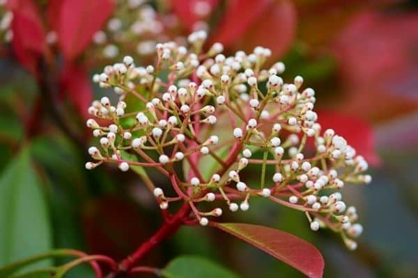 photinia flower