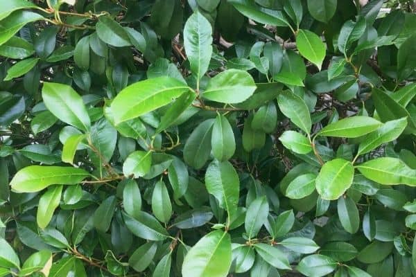 photinia foliage