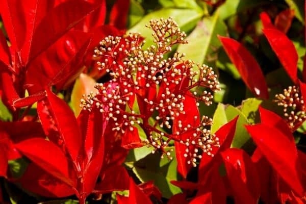 red photinia hedge