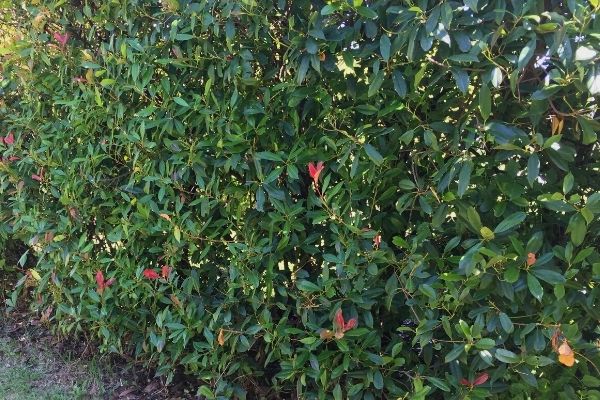 tall photinia hedge