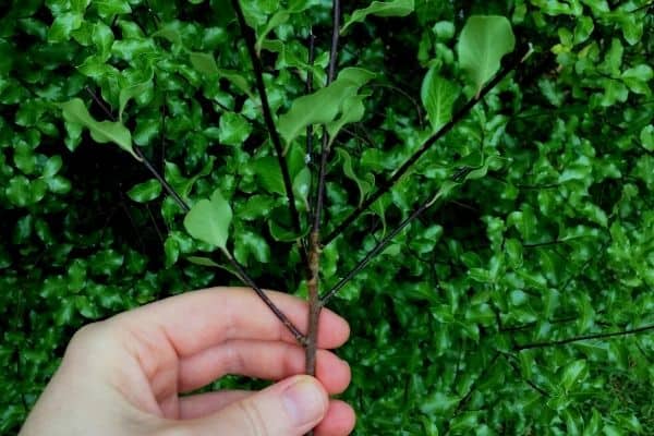 pittosporum cutting for propagation