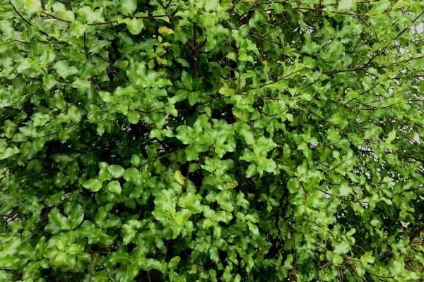 pittosporum hedge