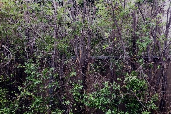 pruning pittosporum hedge