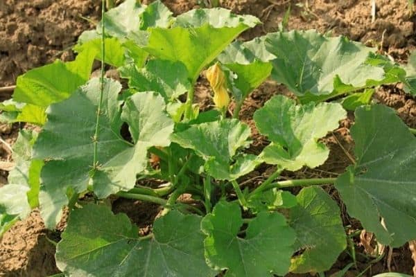 How To Eat Pumpkin Leaves Urban Garden Gal how-to-prepare-fresh-pumpkins-for-baking