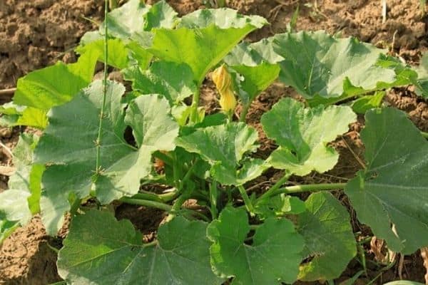 pumpkin leaves