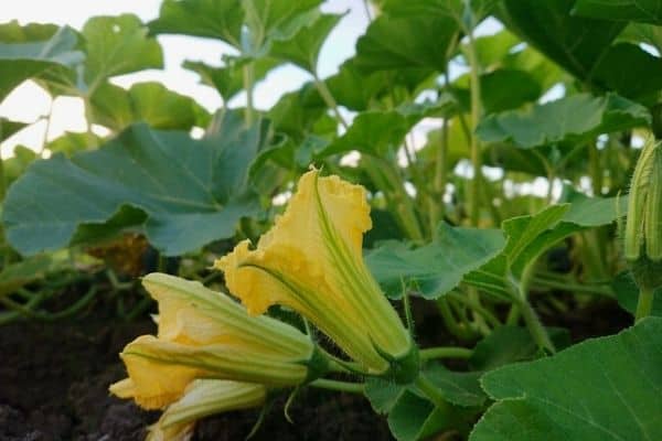 pumpkin flowers