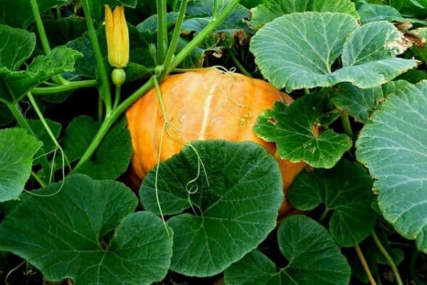 pumpkin growth stages