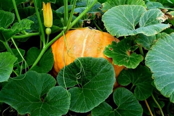 pumpkin leaves