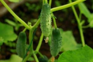 Read more about the article 8 Small Cucumber Varieties