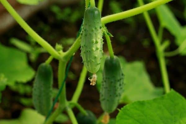 mini cucumber plants