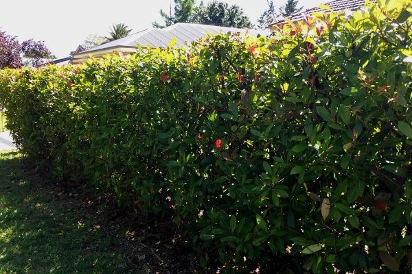 small photinia hedge