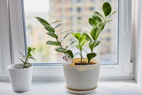 summer indoor plant care