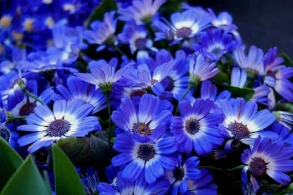 cineraria flowers