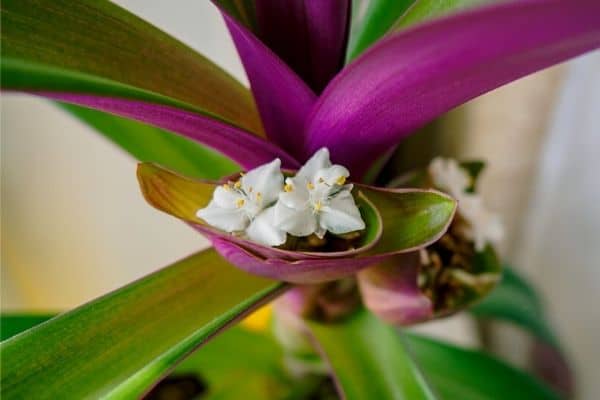 boat lily flowers