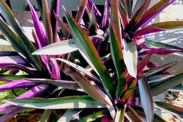 boat lily plants outdoors