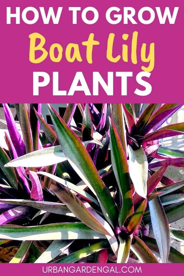 growing boat lily plants