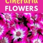 grow cineraria flowers