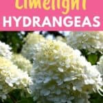 grow hydrangea limelight