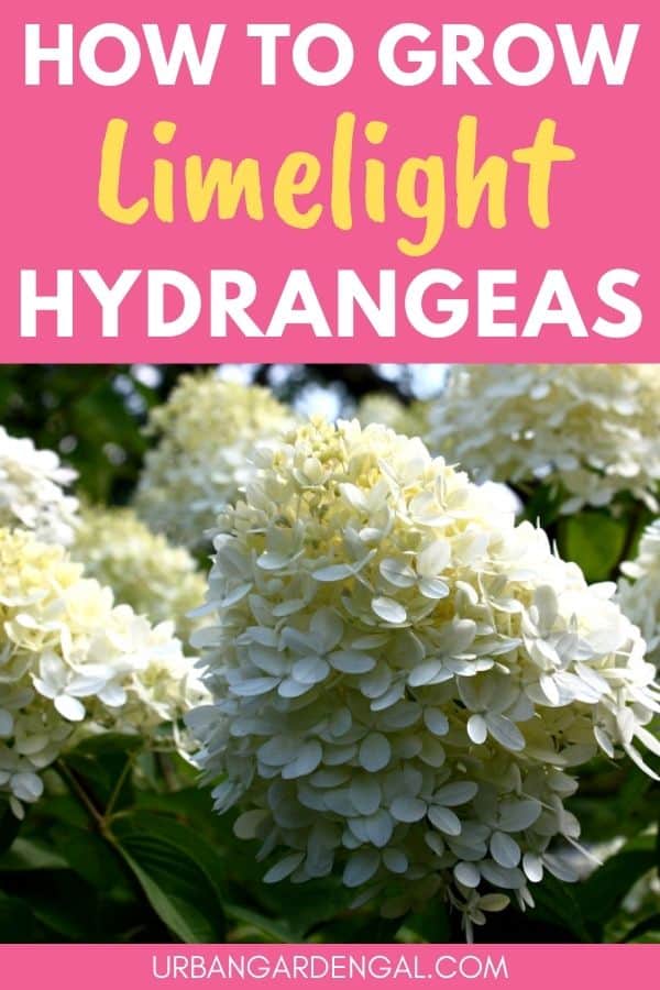 growing limelight hydrangeas