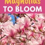 caring for magnolia flowers