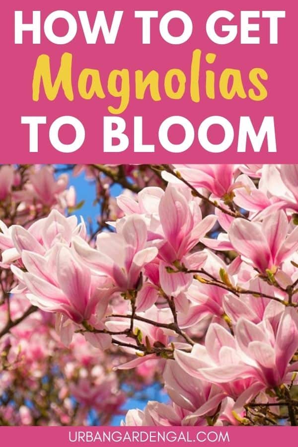 magnolia blooms