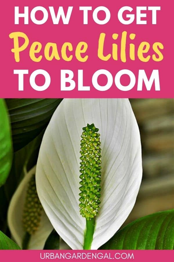 peace lily plants blooming