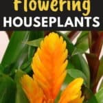 yellow houseplants