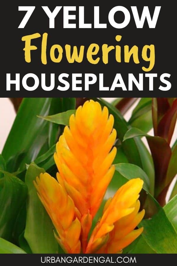 yellow flowering indoor plants