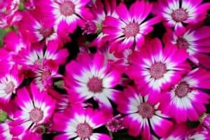 Read more about the article How To Grow Cineraria Plants
