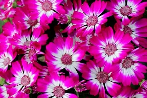 pink cineraria flowers