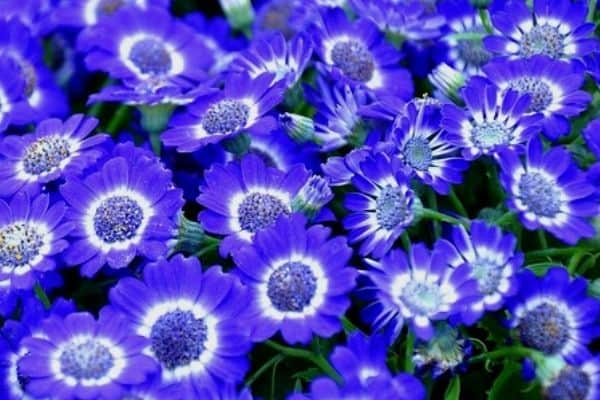 cineraria plants