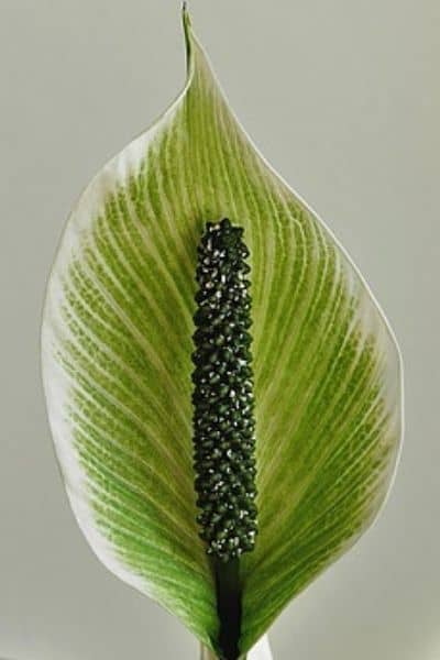 green peace lily flower