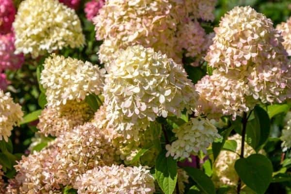 hydrangea limelight shrub