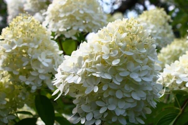 hydrangea limelight flowers