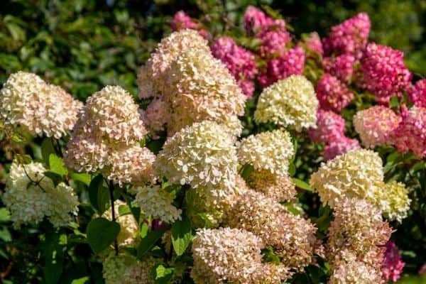 limelight hydrangea flowers