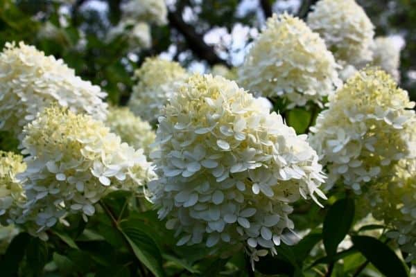 limelight hydrangea plants