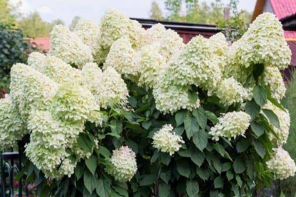 hydrangea paniculata limelight