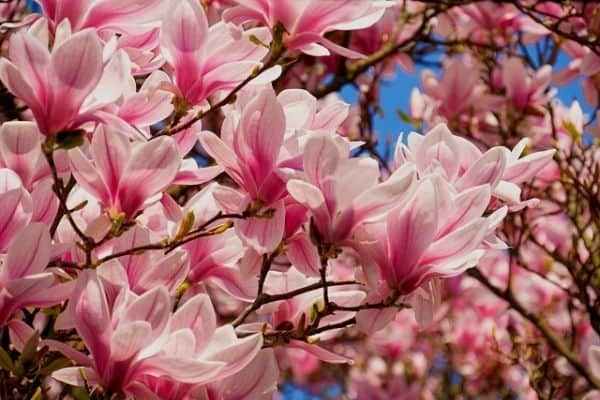 flowering magnolia tree