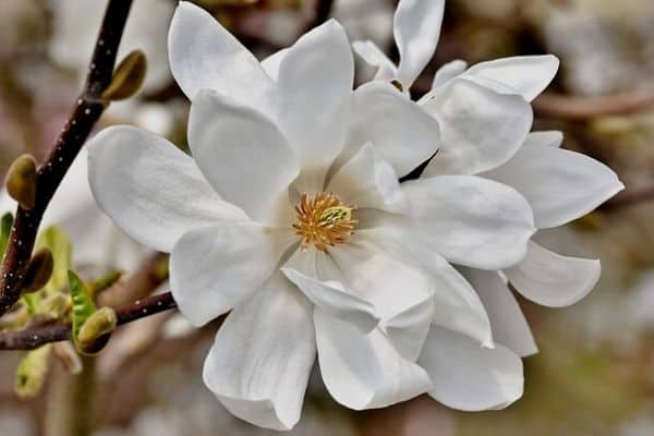 white magnolia blooms