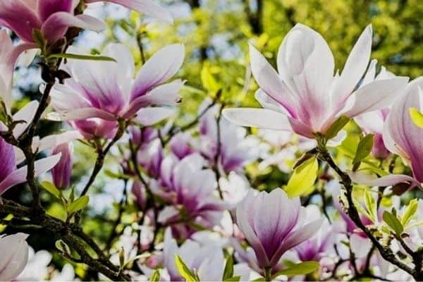 magnolia flowers